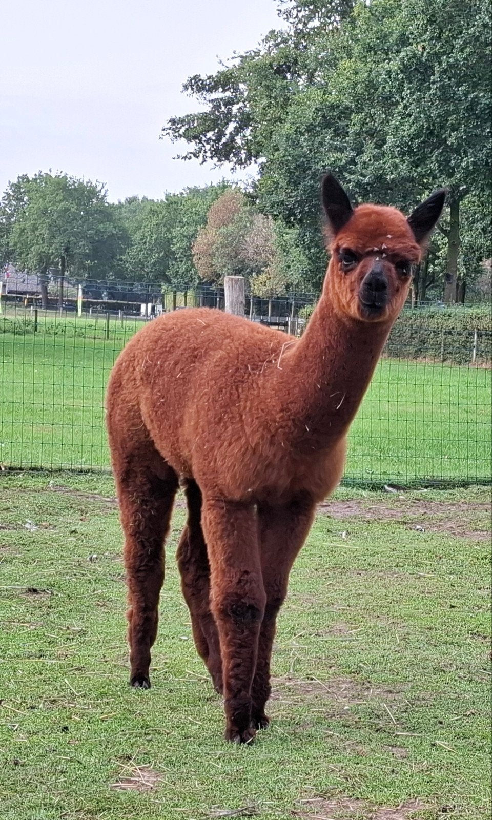 Alpaca merrie veulen, Mei, Vrouwelijk
