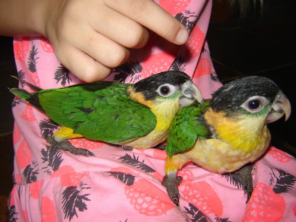 Jonge Zwartkopcaique/papegaai ; 250 euro., Dieren en Toebehoren, Mannelijk, Papegaai