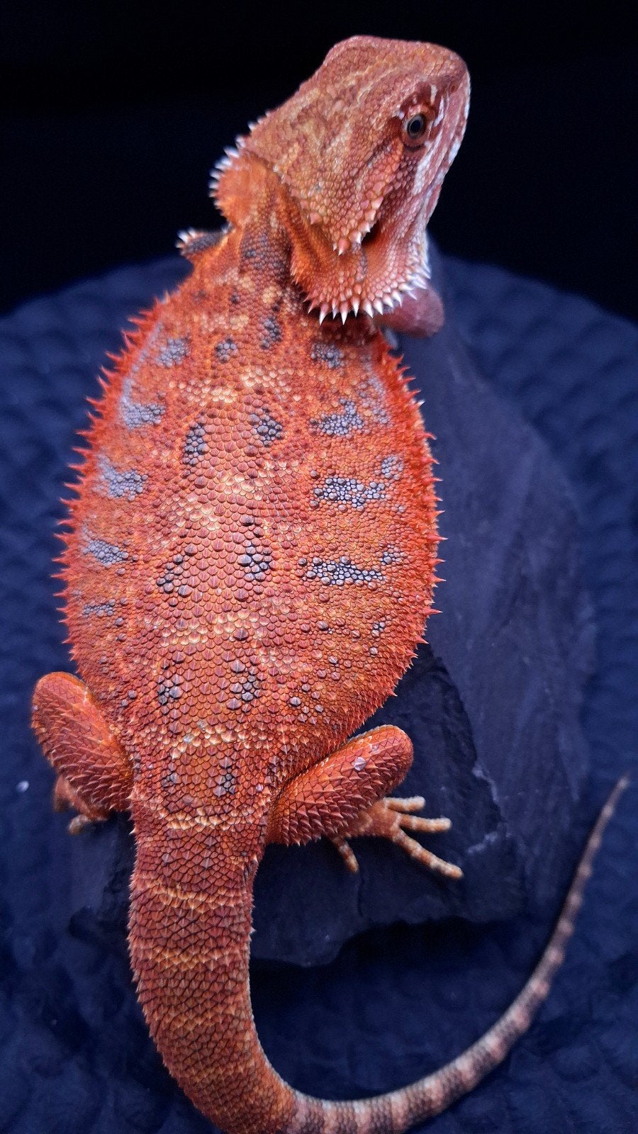 50% Red Monster Extreme Blue Tiger Vrouw poss. Double het, Hagedis, 0 tot 2 jaar