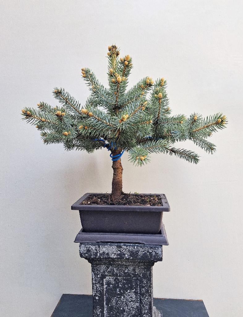 Bonsai Blauw Spar- Picea Pungens Super Blue, Tuin en Terras, In pot, Bloeit niet, Halfschaduw, Minder dan 100 cm