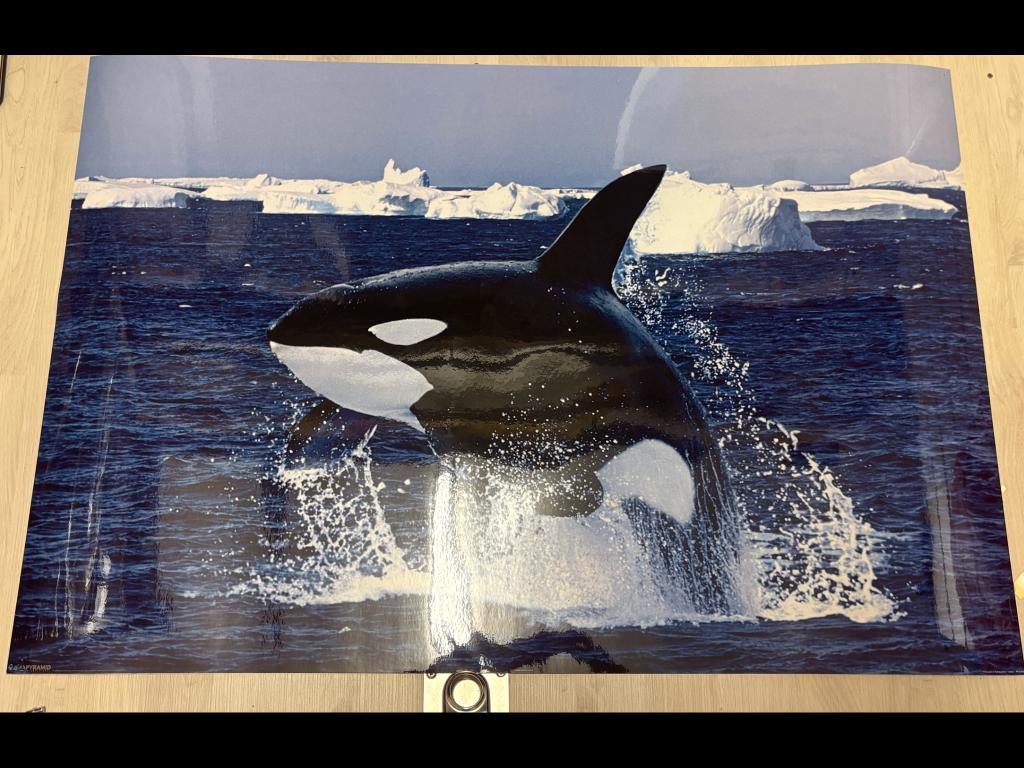 Orka op doek, Gebruikt, 90 cm, 60 cm, Ophalen of Verzenden