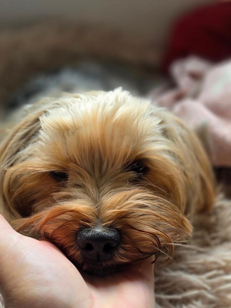 Kleine Yorkshire Terrier herplaatser, Dieren en Toebehoren, Particulier, 1 tot 2 jaar, Buitenland, Parvo
