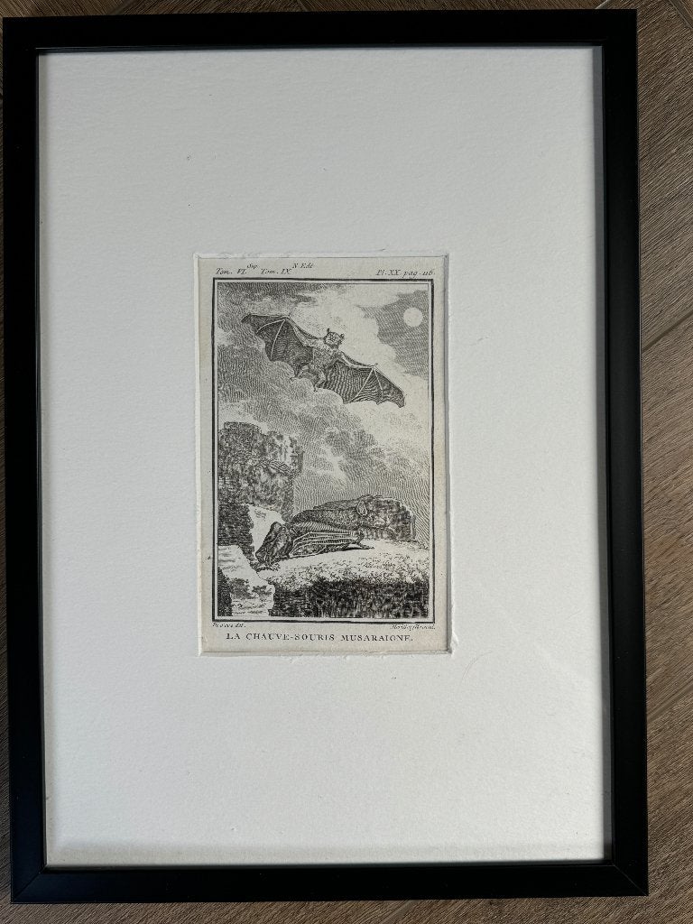 Vleermuis - gravure 1770 - O U D - P0740, Antiek en Kunst, Ophalen of Verzenden, Ets, 1700 - 1799
