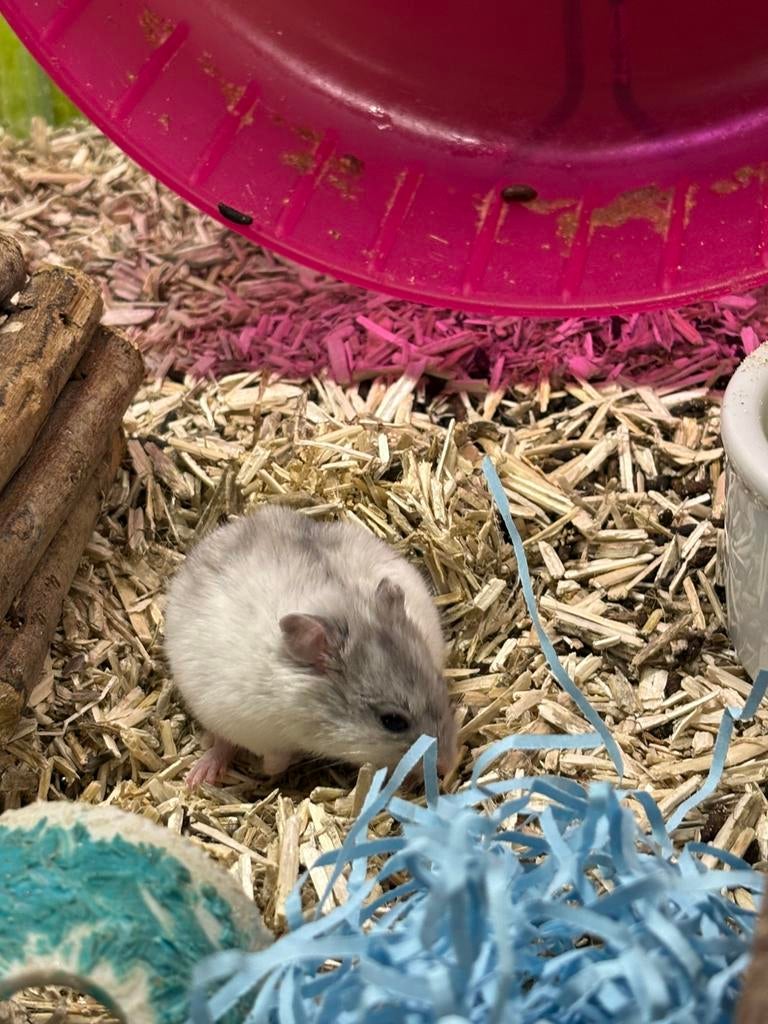 Jonge Chinese dwerghamster man, Dieren en Toebehoren, Knaagdieren, Januari, Mannelijk, Hamster