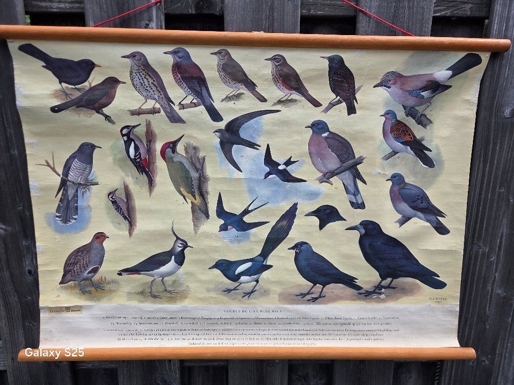Vogel schoolplaat H.J. Slyper uit 1960 Vogels bij ons huis, Ophalen of Verzenden, Natuur en Biologie