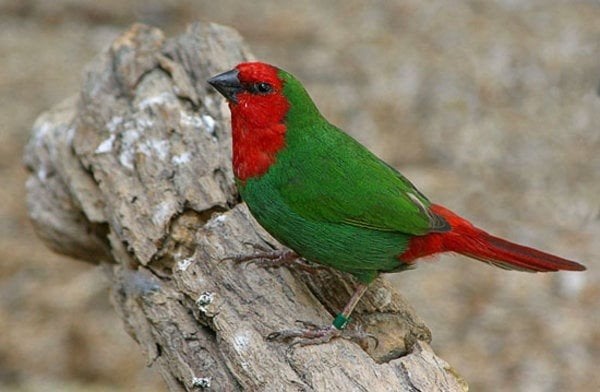 koppel Roodkoppapegaai amadine beschikbaar., Dieren en Toebehoren, Vogels | Overige Vogels, Meerdere dieren, Tropenvogel, Geringd