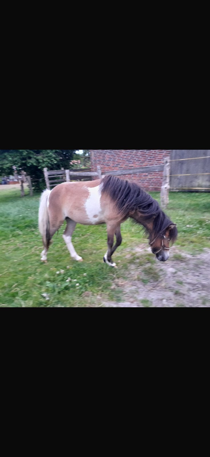 Mooie jaarling merrie Mooie 10 jarige merrie met hengstveule, Merrie