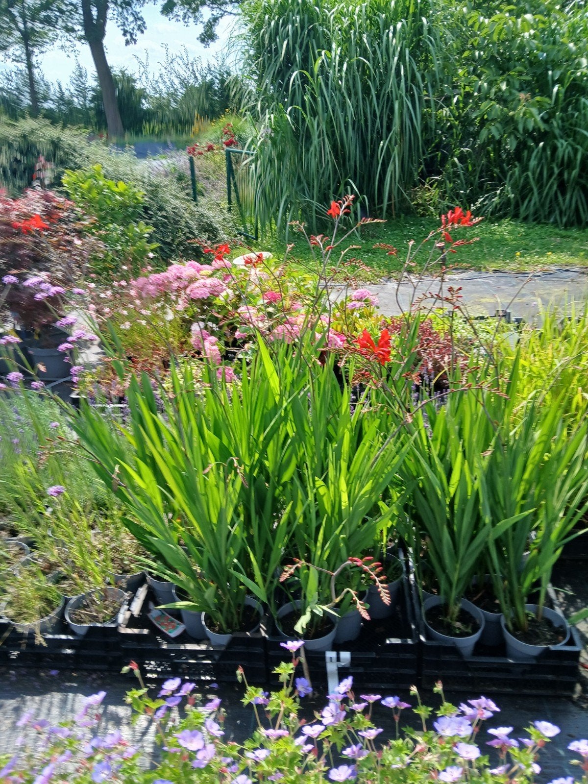 Crocosmia Lucifer in 2 liter potten - Vurige Tuinpracht, Volle zon, Vaste plant, Zomer, Ophalen