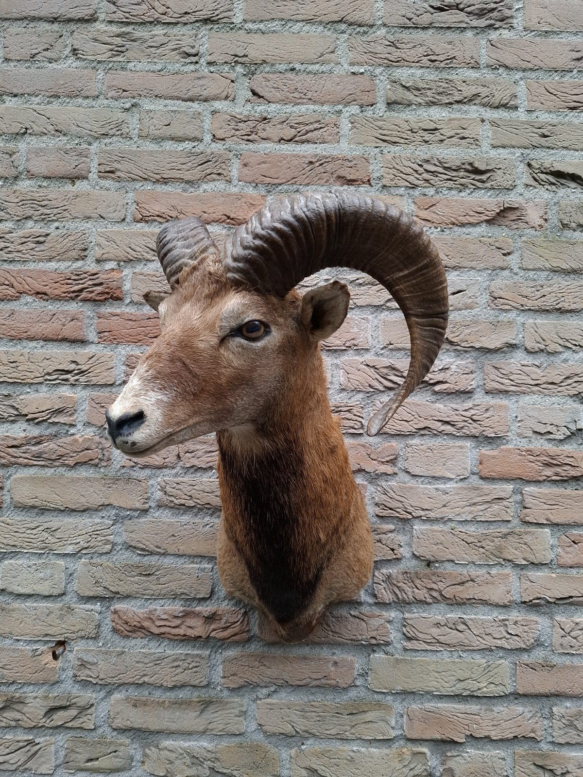 opgezette kop moeflon taxidermy schedel hoorn gewei jacht, Ophalen, Wild dier, Gewei of Kop