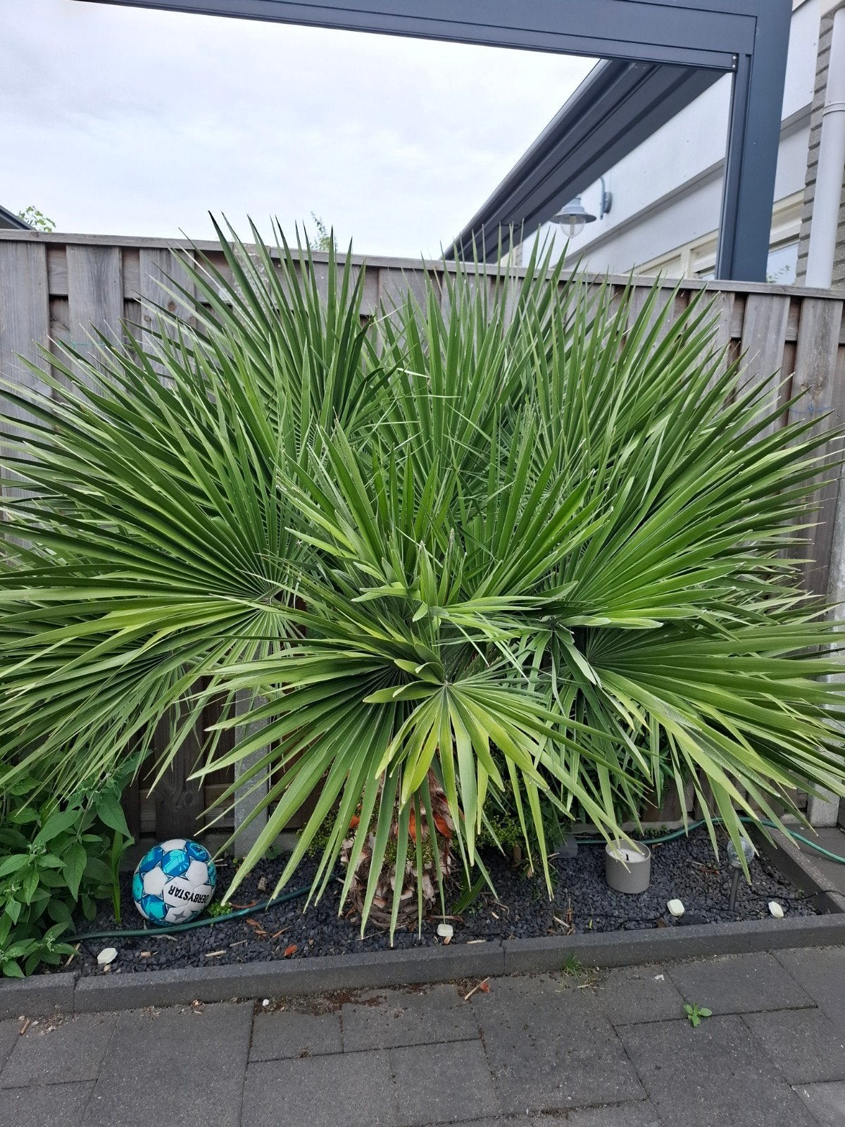 Chamaerops humilis, Palmboom, Ophalen of Verzenden, Gehele jaar, Volle zon