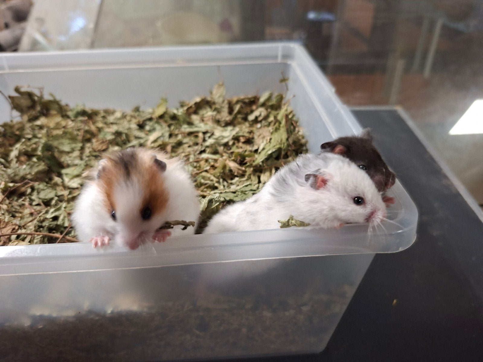 Nog 3 super lieve goudhamsters dames, Hamster, Augustus, Vrouwelijk, Tam