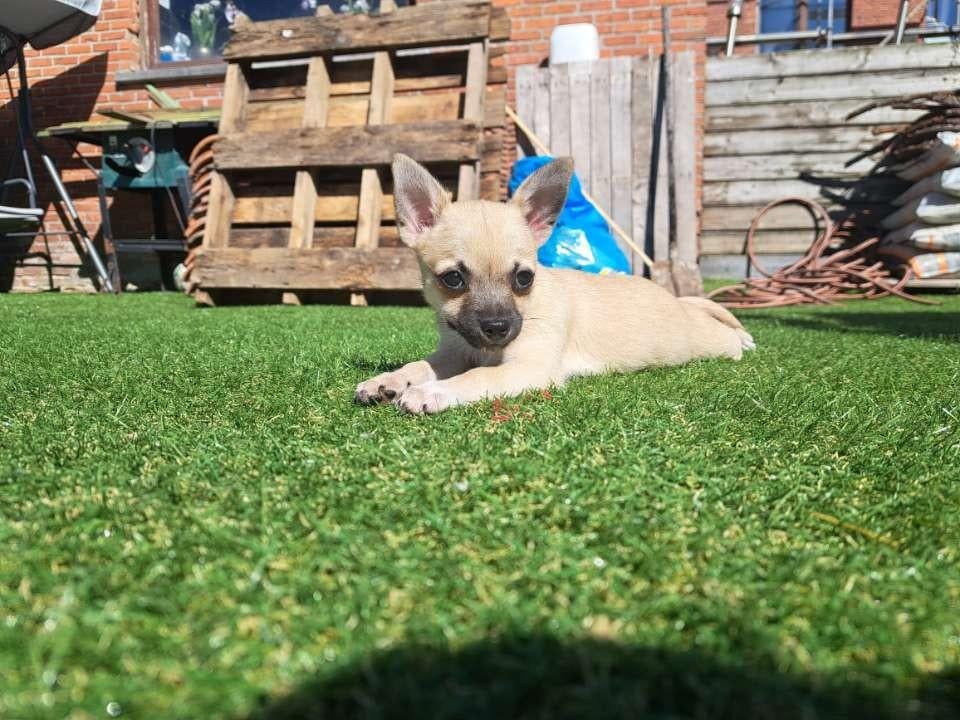 chihuahua pup meisje, Parvo, België, Particulier, 8 tot 15 weken