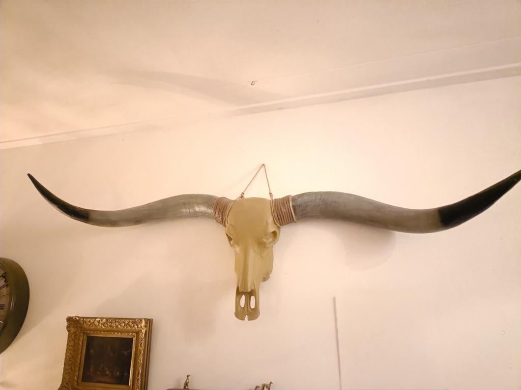 Indrukwekkende Longhorn schedel met hoorns - Wanddecoratie, Verzamelen, Dierenverzamelingen, Ophalen, Zo goed als nieuw, Boerderijdier