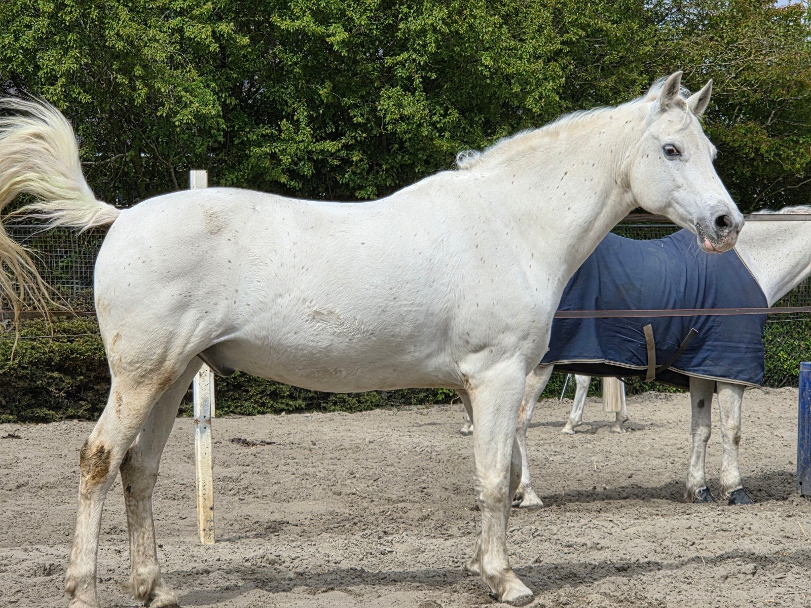 verzorger gezocht voor grote D pony, Ophalen of Verzenden