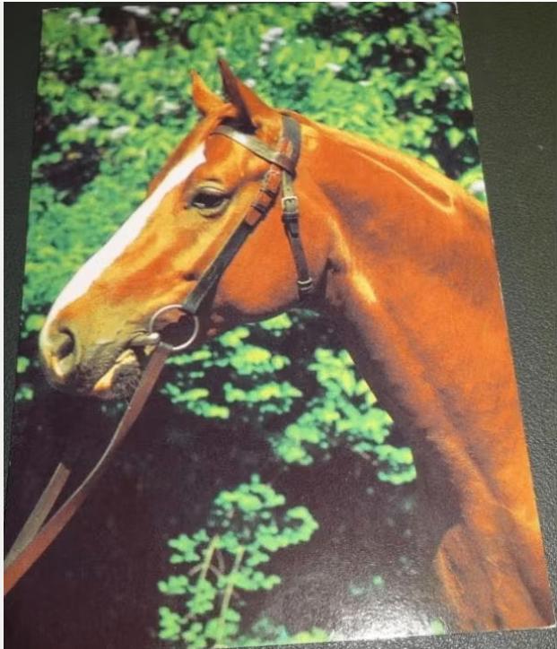 Paarden - Beschut plekje, Verzenden, 1960 tot 1980, Gelopen, Paard