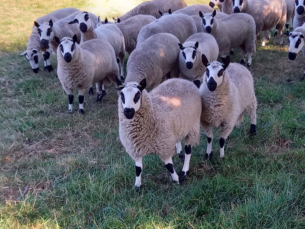 Kerry Hill ooilammeren te koop, Dieren en Toebehoren, Vrouwelijk, Schaap, 0 tot 2 jaar