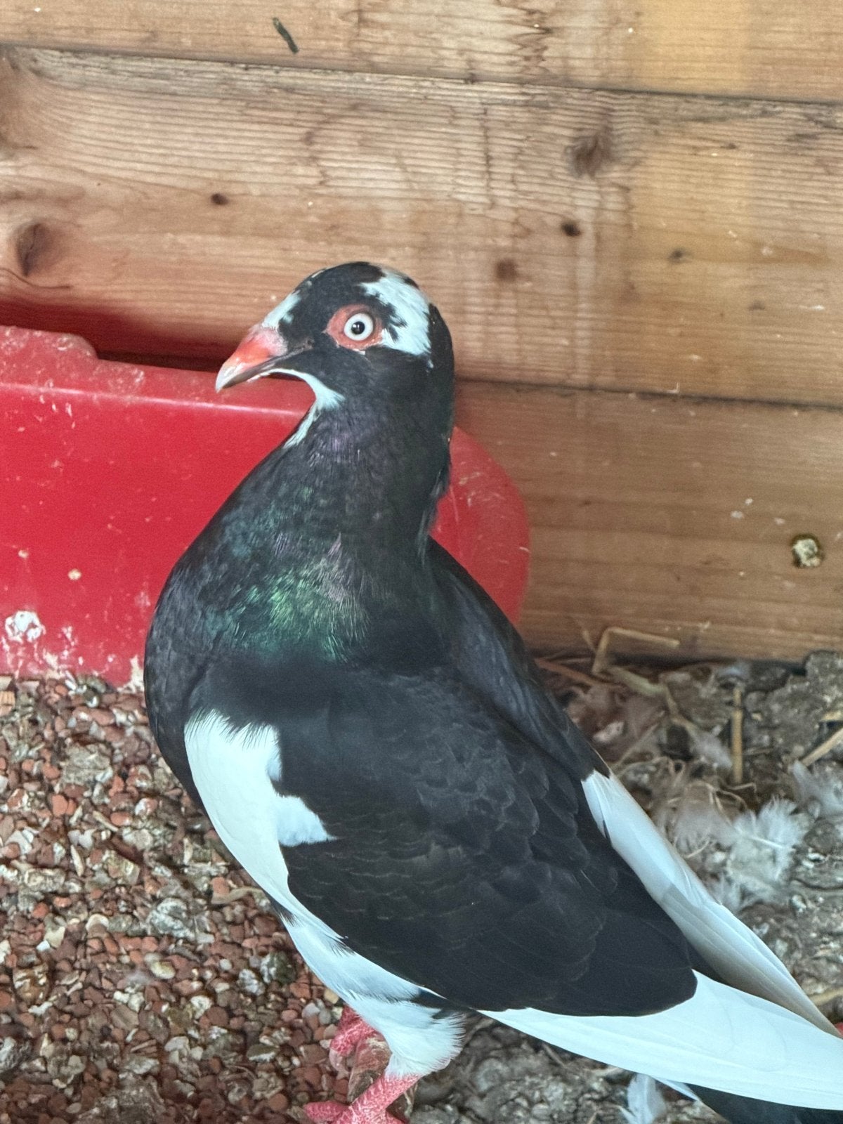 Jonge duiven, Dieren en Toebehoren, Vogels | Duiven