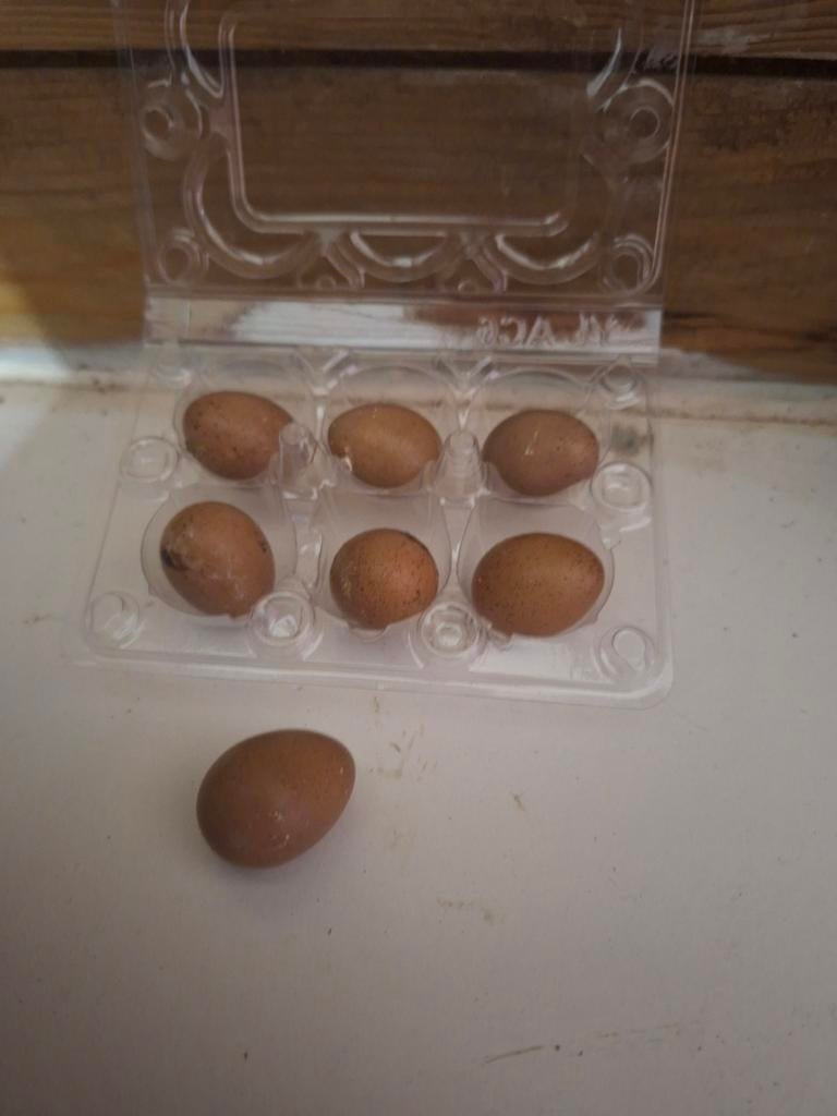 12x Broedeieren chinese kwartel, Dieren en Toebehoren, Pluimvee, Geslacht onbekend, Overige soorten