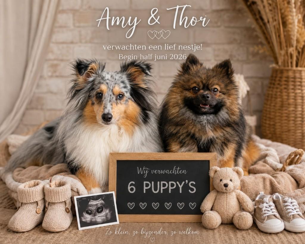 Verwachten Poshie pups Sheltie x Pomeriaan, 8 tot 15 weken, Meerdere, Meerdere dieren, Klein