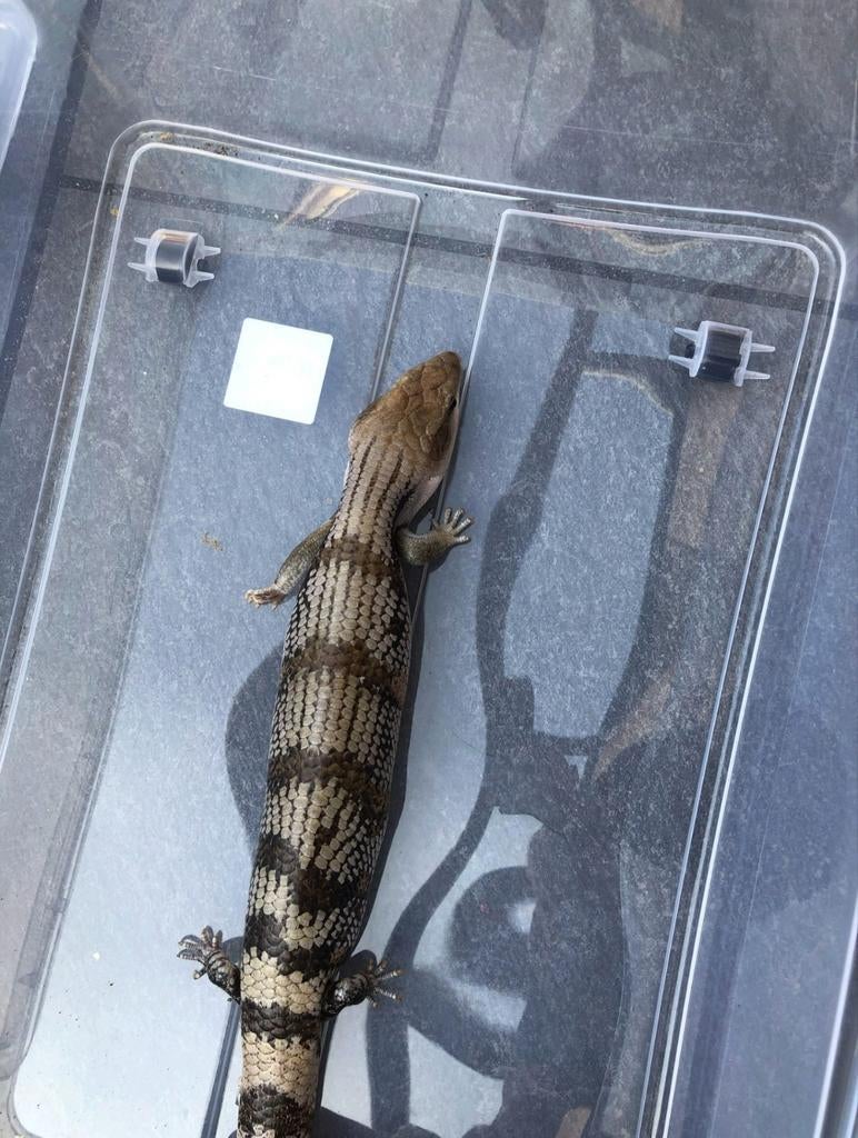Koppel Australische oostelijke blauwtongskinken, Hagedis, Met terrarium, 7 tot 10 jaar