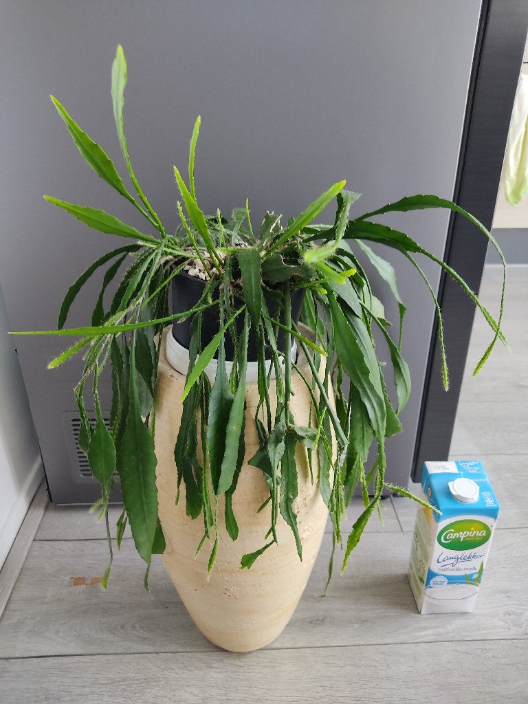 Grote Rhipsalis (Koraalcactus), Ophalen, Halfschaduw, Minder dan 100 cm