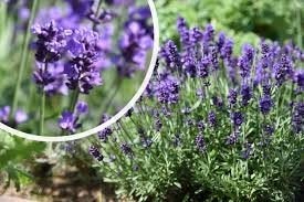 lavendel ang Hidcote. prachtige sterke bodembedekker. P9, Bodembedekkers, Volle zon, Vaste plant, Ophalen of Verzenden