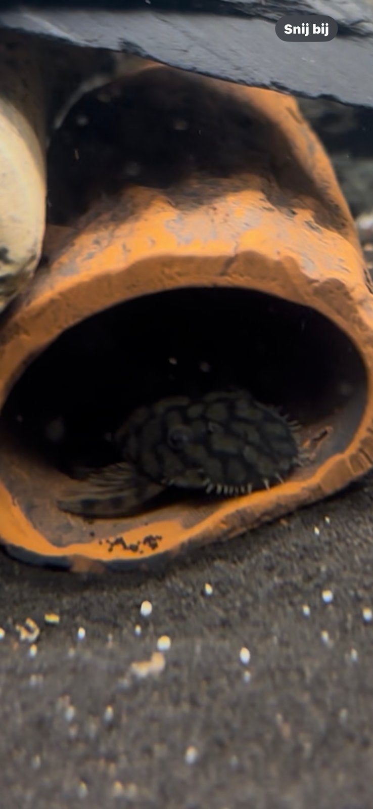 L519 Rio Iténez" jonge bewezen kweekgroep 7X, Dieren en Toebehoren, Vis, Zoetwatervis