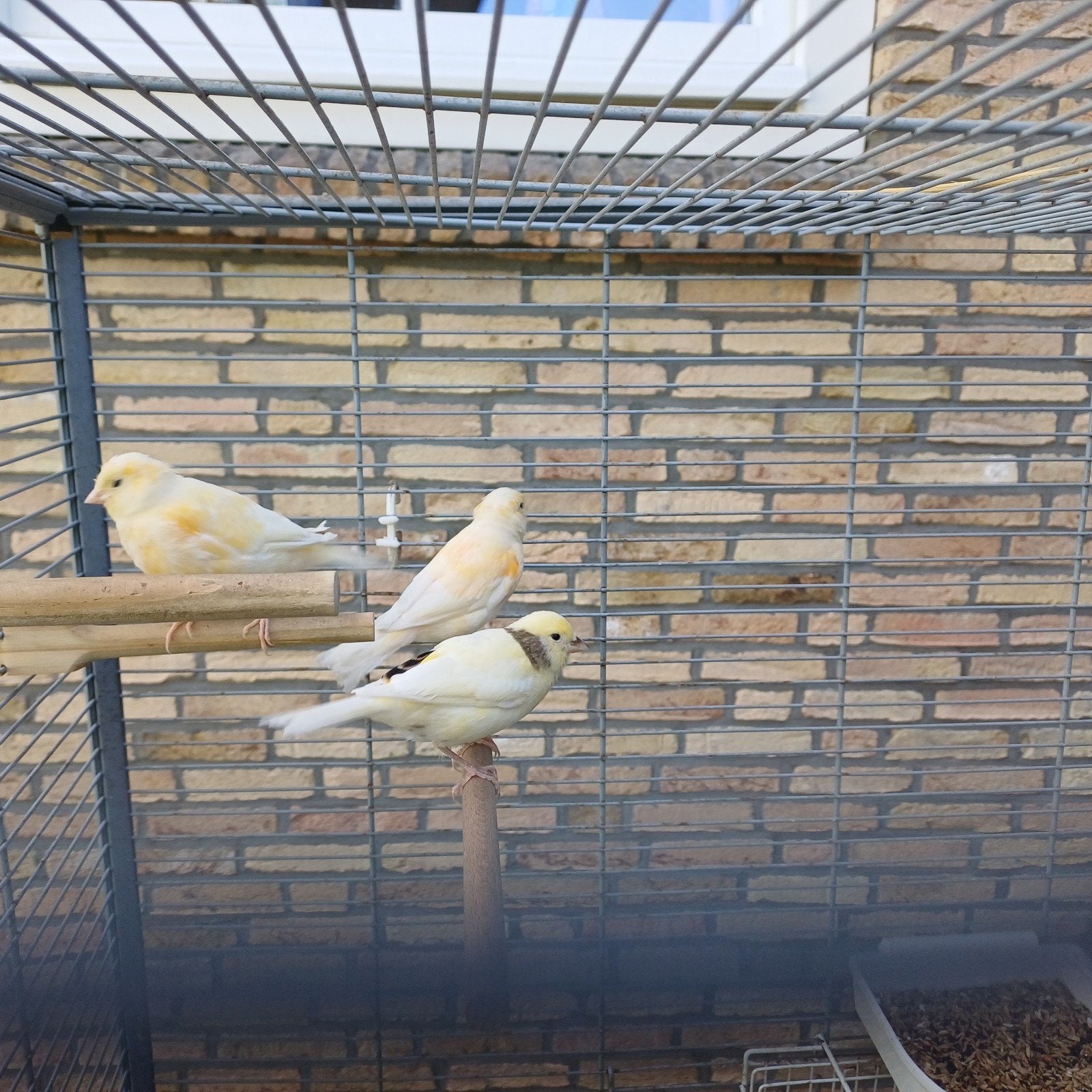3 kerngezonde jonge kanarie s, Dieren en Toebehoren, Vogels | Kanaries, Meerdere dieren, Kleurkanarie