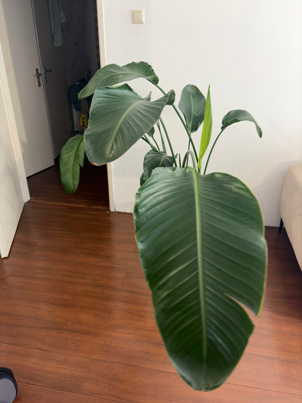 Grote  plant Alocasia Olifantsoor – echte plant, Ophalen, Halfschaduw, Minder dan 100 cm