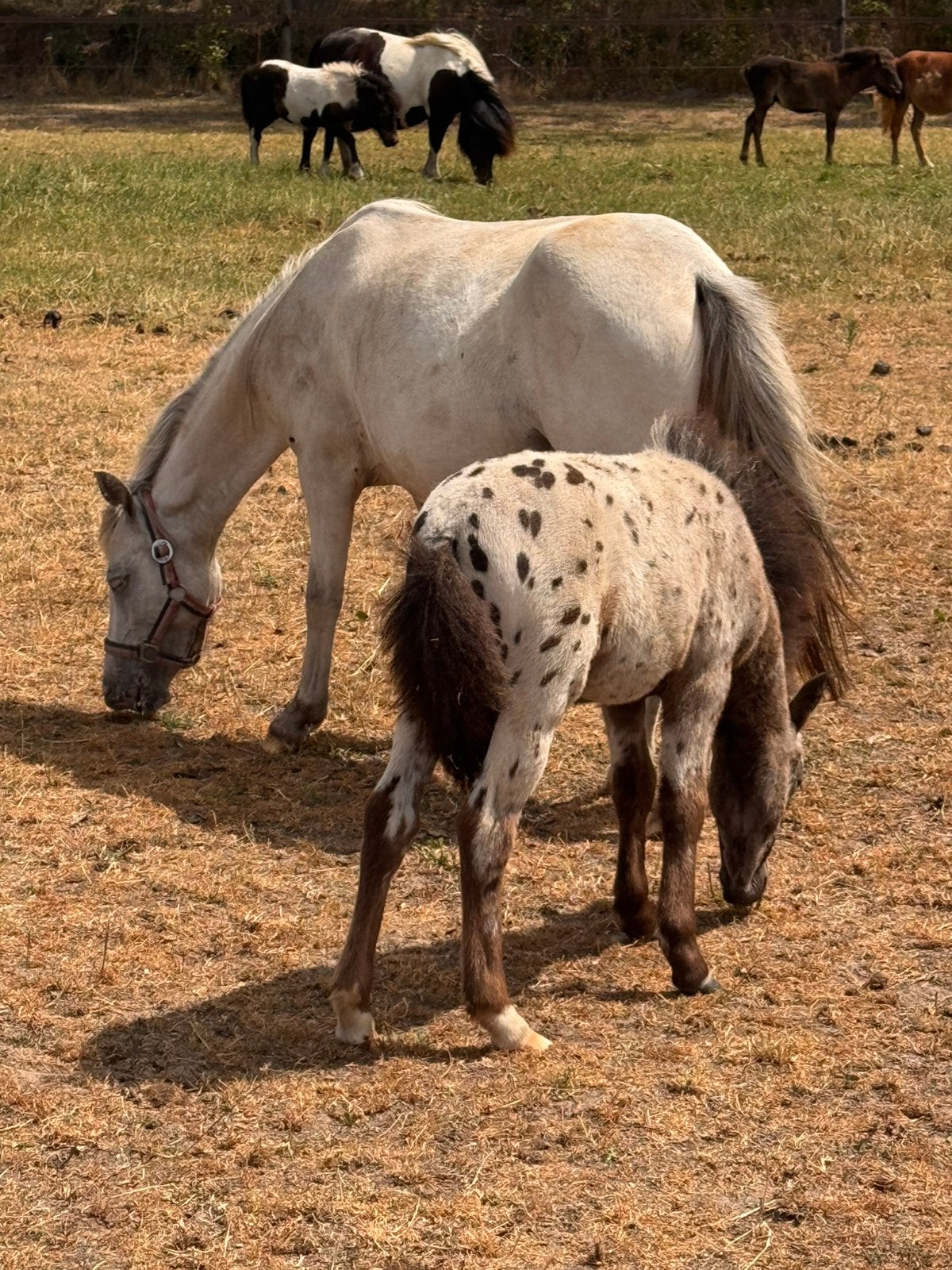 💖Prachtig appaloosa veulen💖en nog veel meer💖, Dieren en Toebehoren, Niet van toepassing, 0 tot 2 jaar, A pony (tot 1.17m), Recreatiepony