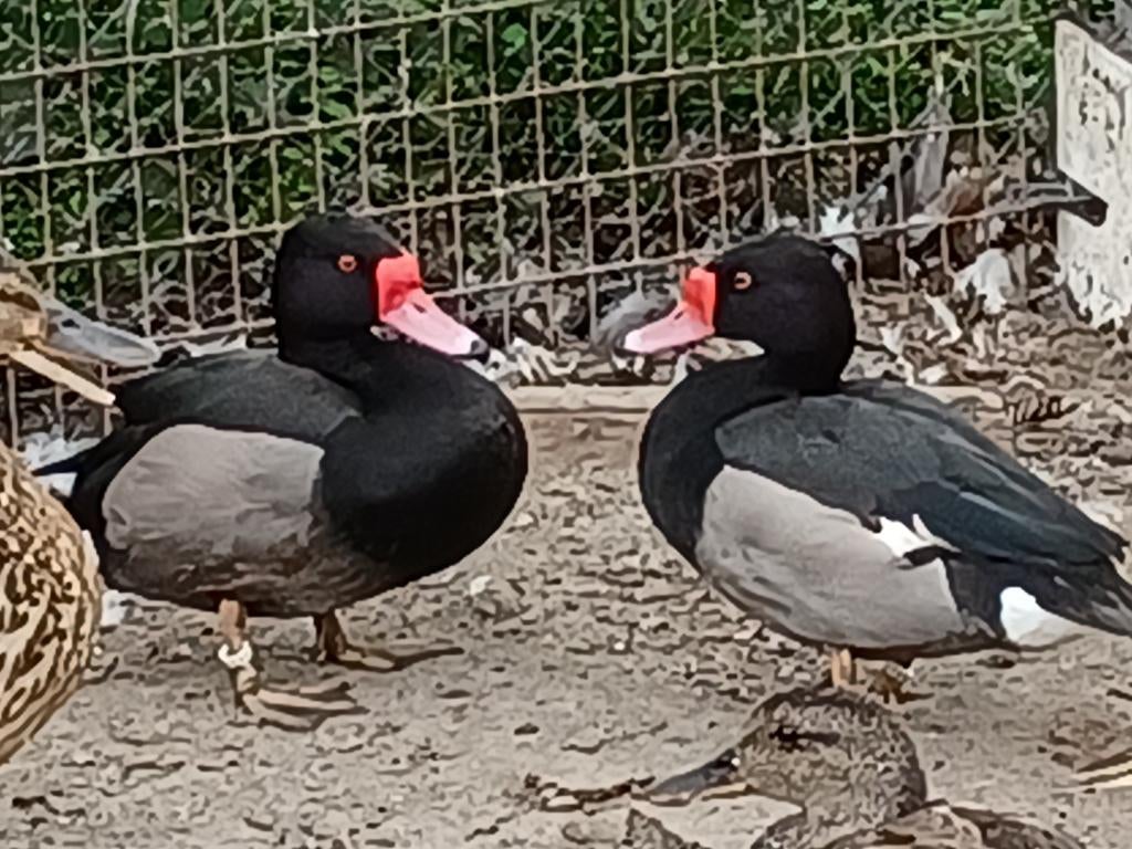 Siereenden, ganzen, kippen enz., Meerdere dieren, Eend