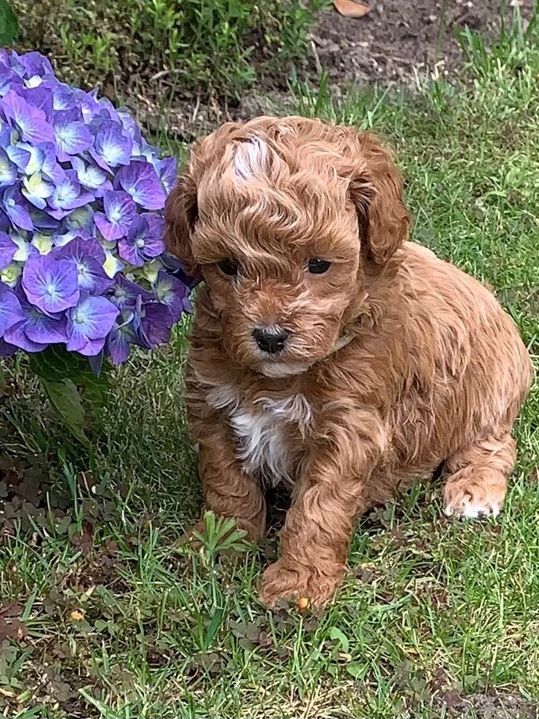 Kleinblijvende Doodle puppy’s = Boomer x Toy poedel, Parvo, 8 tot 15 weken, Meerdere, Nederland