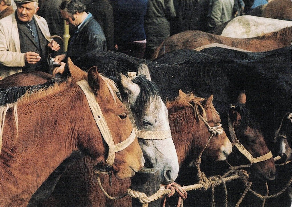 paarden staan op de Zuidlaarder Markt  544, Verzamelen, Ophalen of Verzenden, 1980 tot heden, Ongelopen, Paard