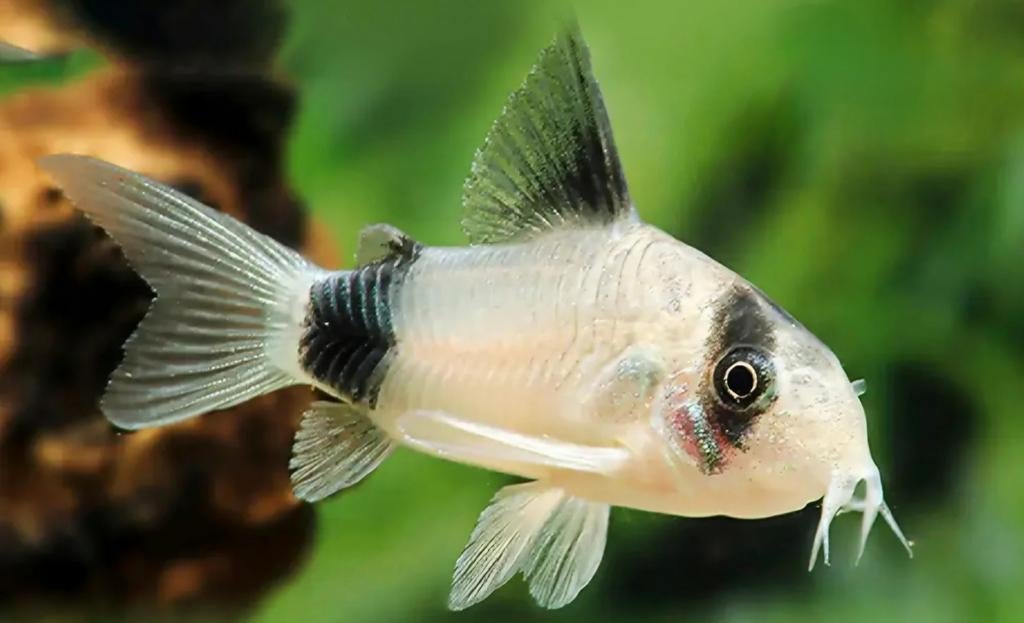 Corydoras Panda  / Pantsermeerval, Dieren en Toebehoren, Vis, Zoetwatervis, Schoolvis