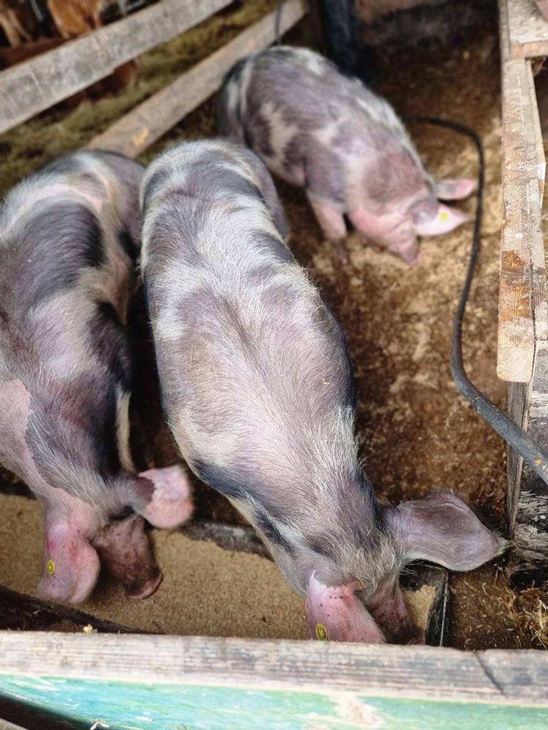 Piétrain x Duroc, Dieren en Toebehoren, Mannelijk, Schaap