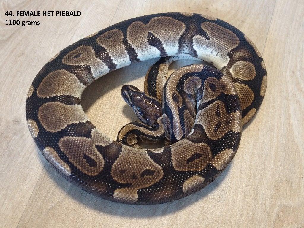 Koningspythons halfwas en volwassen kweekdieren deel 2 Ball Python photo 20