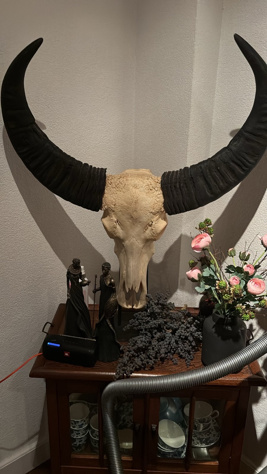 echte buffelschedel met hoorns 80 cm breed, Ophalen
