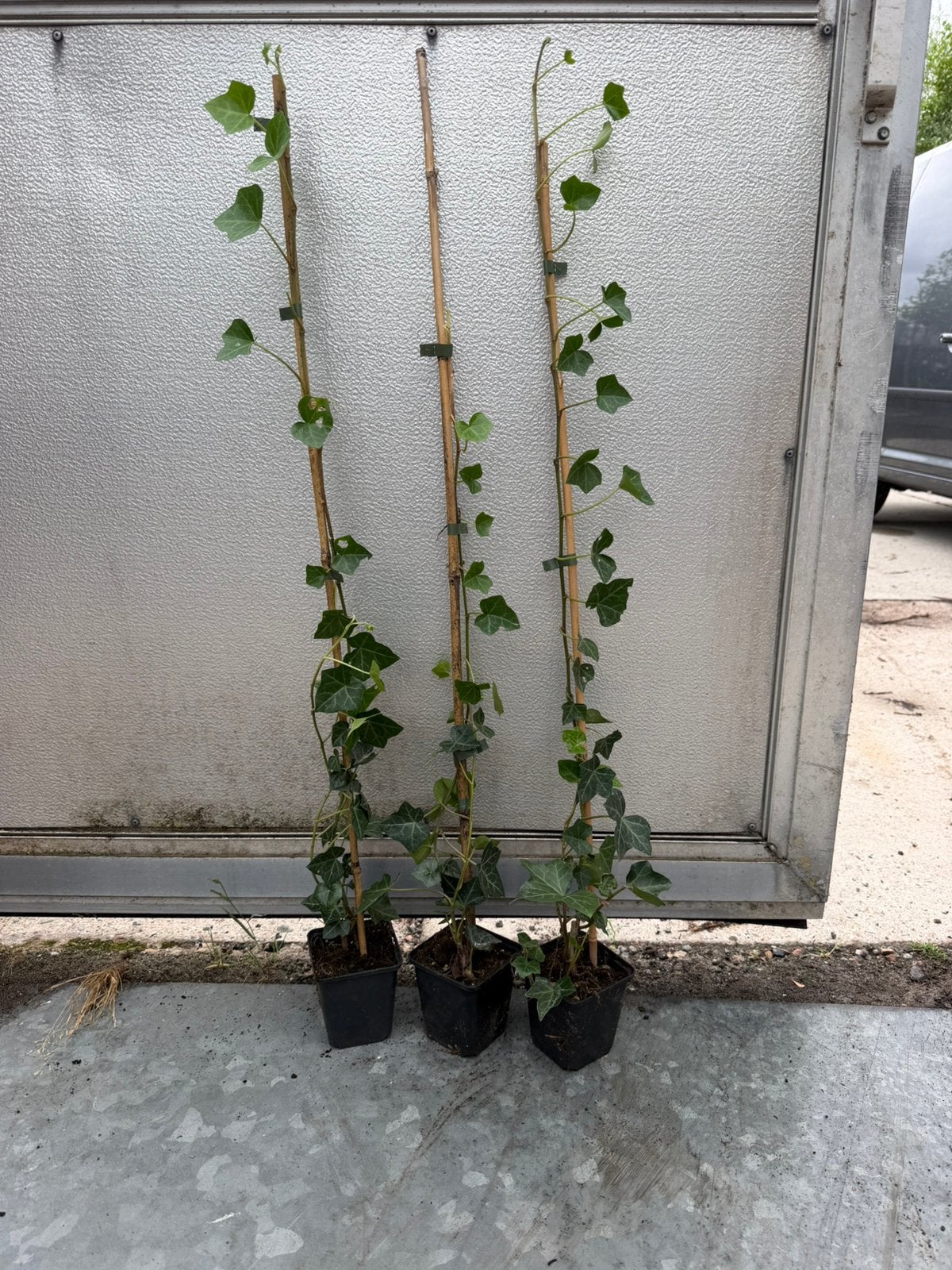 Hedera hibernica 60/80 cm met en zonder stok, Ophalen of Verzenden, Overige soorten, 100 tot 250 cm