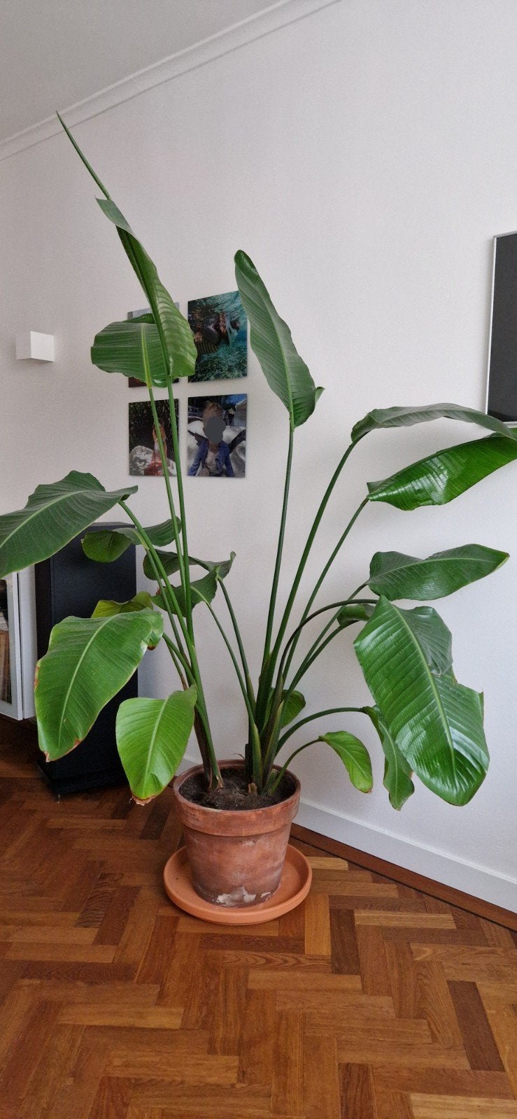 Grote Strelitzia Nicolai - 220 cm hoog, Ophalen, Volle zon, 200 cm of meer
