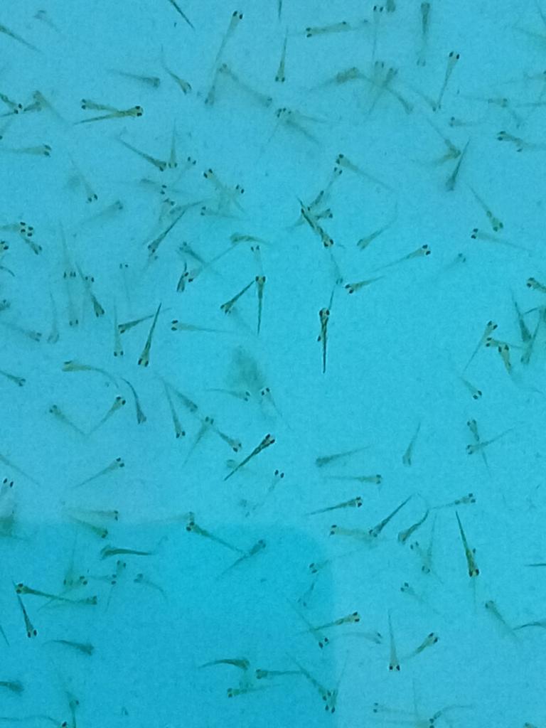 Baby kois, Dieren en Toebehoren, Vissen | Vijvervissen, Karper of Koi