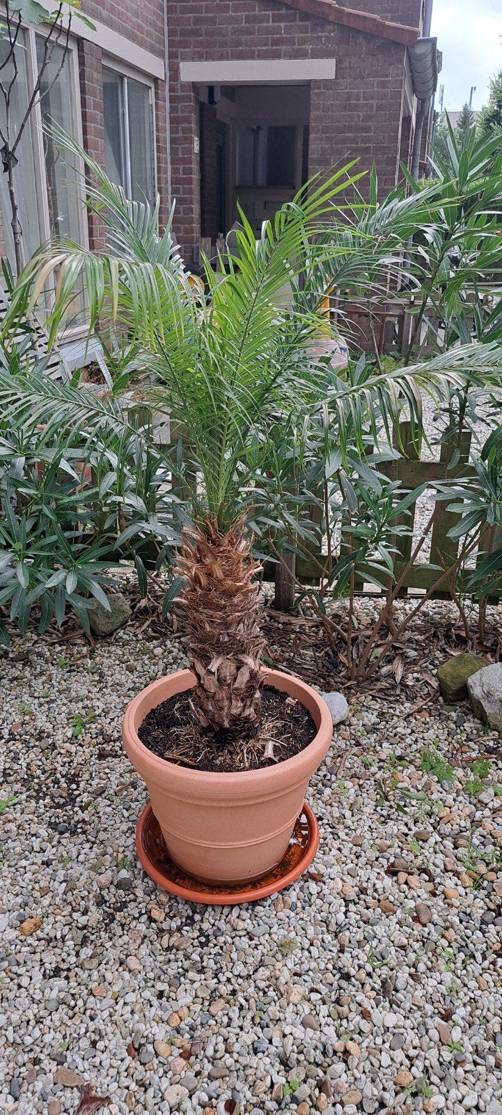 Phoenix Roebelenii - prachtige palm voor in pot, Ophalen, In pot, Halfschaduw, Minder dan 100 cm
