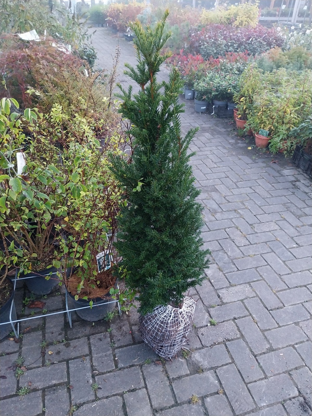 Taxus Baccata - Venijnboom 100-125 cm, Vaste plant, Bloeit niet, Halfschaduw, Ophalen