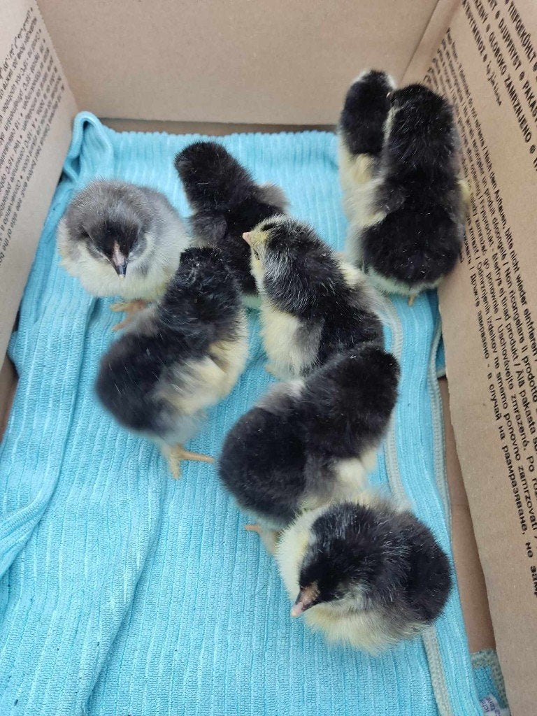 pluimvee, Dieren en Toebehoren, Pluimvee, Geslacht onbekend, Kip