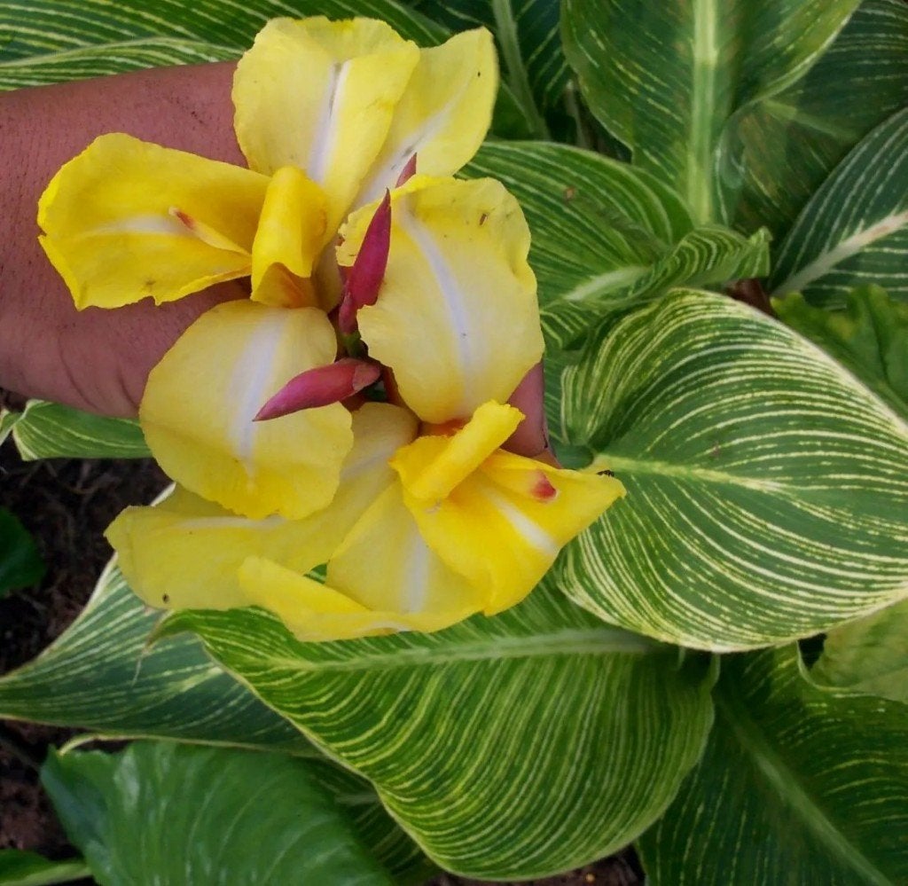 Canna striped beauty, Volle zon, Vaste plant, Zomer, Ophalen