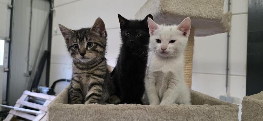 3 Kittens - zwarte, witte en grijze