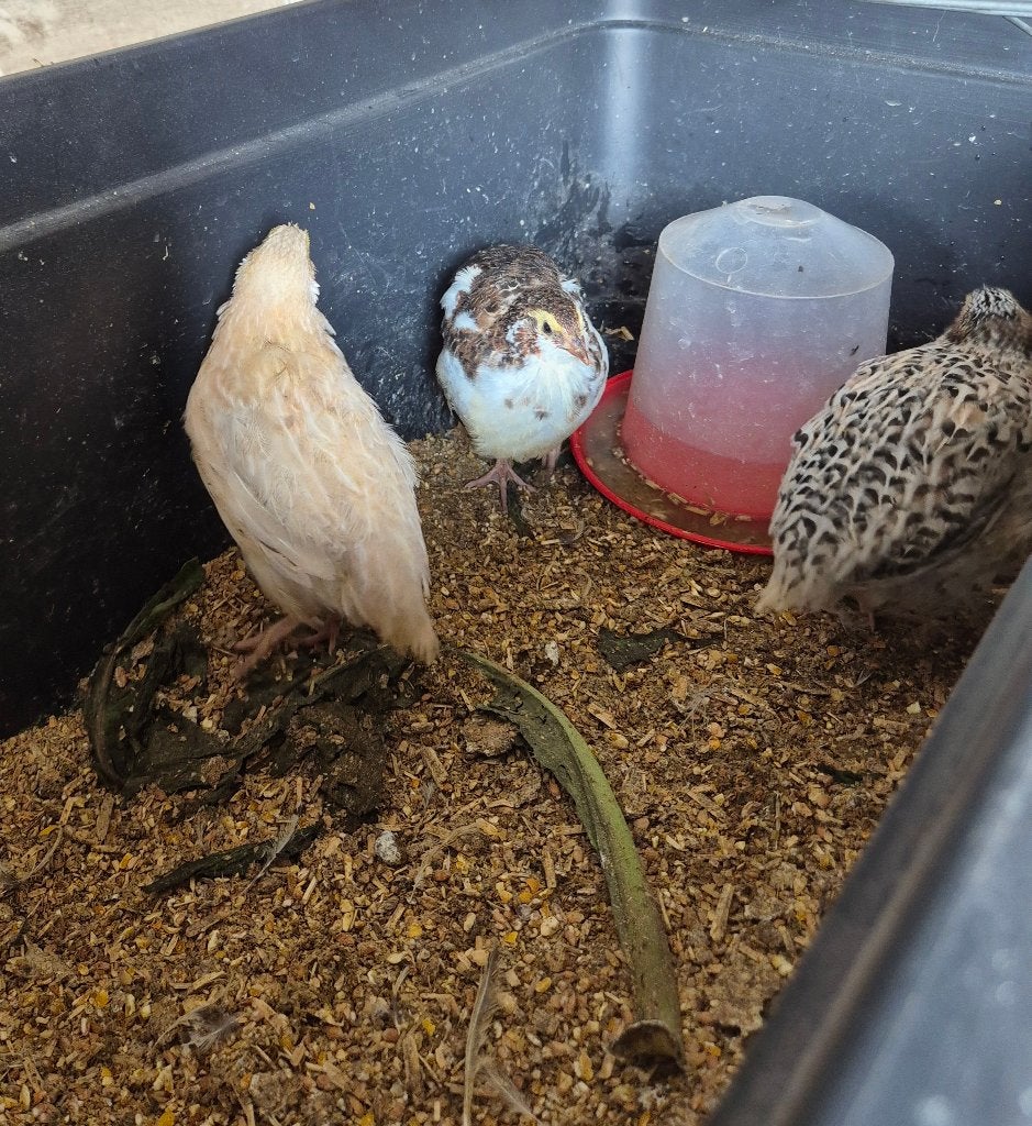 pluimvee, Dieren en Toebehoren, Pluimvee, Geslacht onbekend, Overige soorten