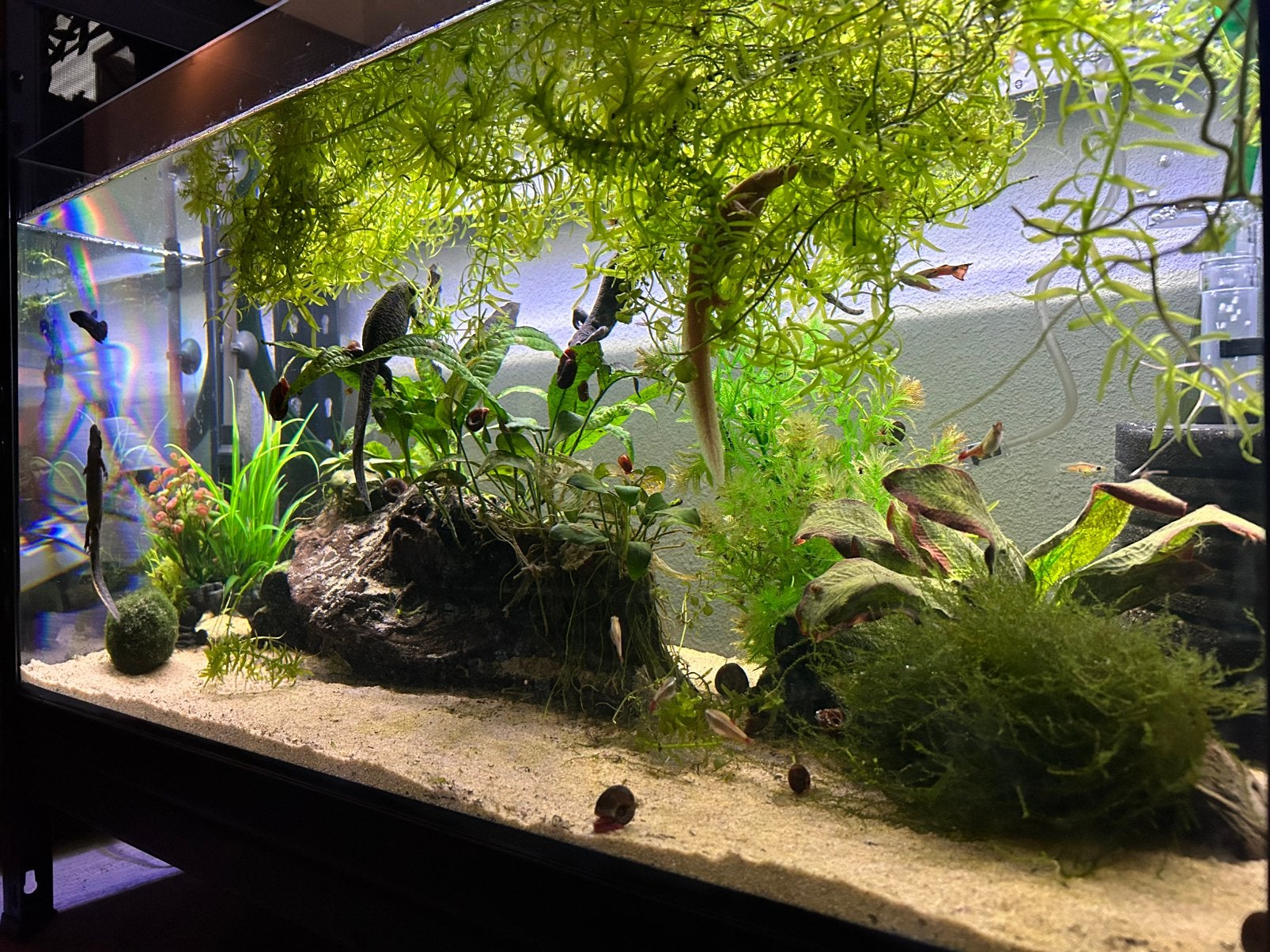 MARINA 2x Aquarium floatglas 6 mm 112 L, 80x35x40 cm, Ophalen of Verzenden, Zo goed als nieuw, Leeg aquarium