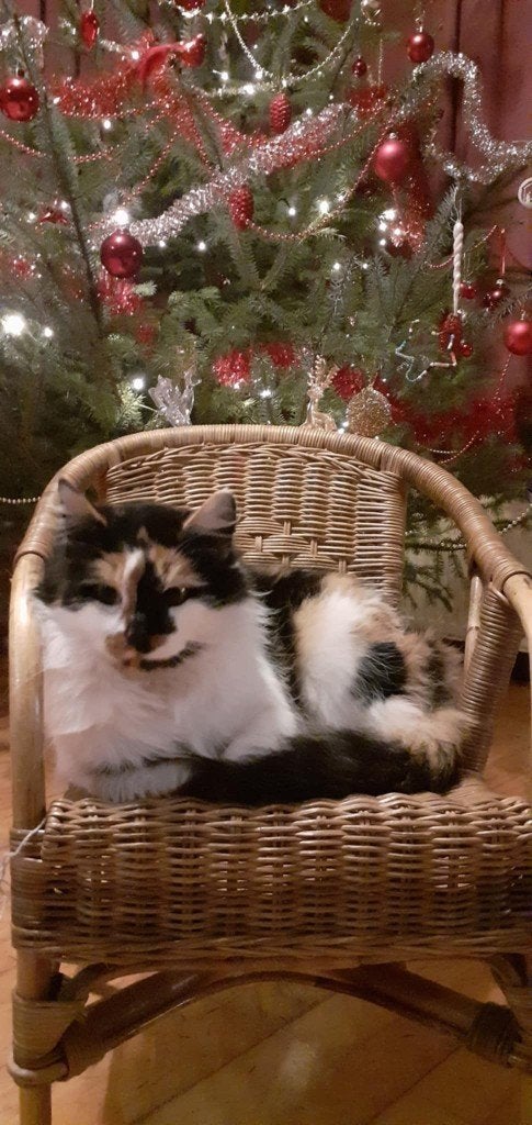 Siberische x Ragdoll kittens verwacht 🥰, Dieren en Toebehoren, Katten en Kittens | Raskatten | Langhaar, Meerdere dieren, 0 tot 2 jaar