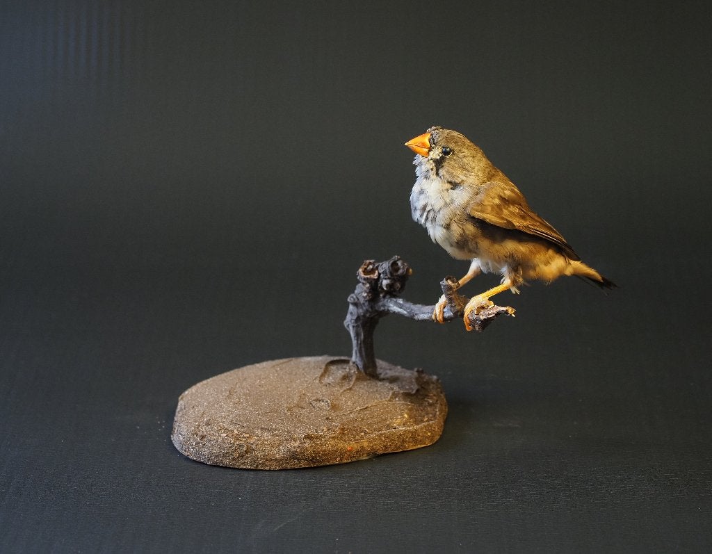 Opgezette Zebravink, Ophalen of Verzenden, Nieuw, Vogel, Opgezet dier