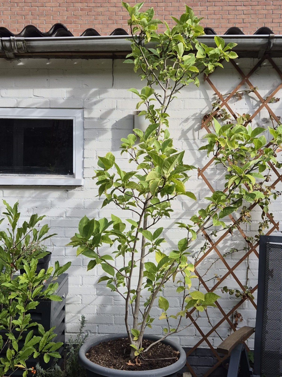 Magnolia, Tuin en Terras, Ophalen, Lente, Volle zon, Overige soorten